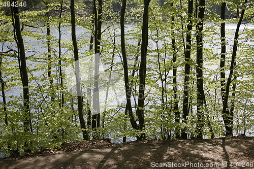 Image of Danish Beech forest