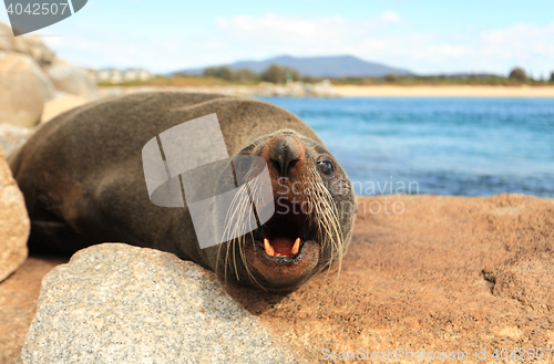 Image of Australian Fur Seal says G\'day