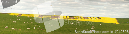 Image of Creative Canola Farming Central West NSW