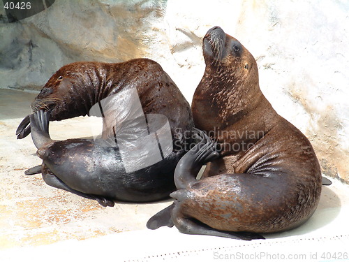 Image of Sea lions relaxing