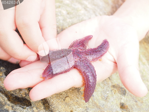 Image of Purple starfish across child's fingers