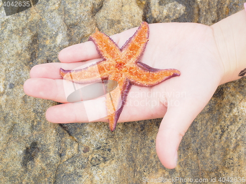 Image of Starfish, bottom up in palm of a child