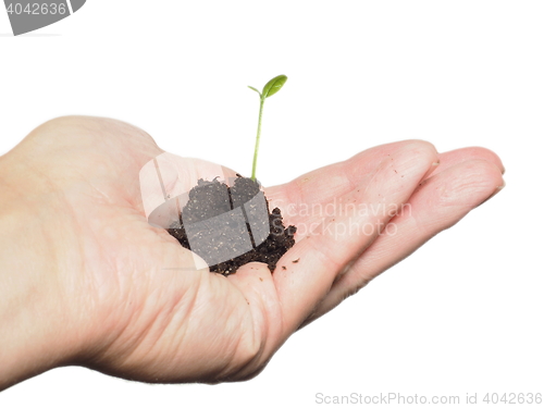 Image of Young plant sprouting in soil, in hand isolated on white