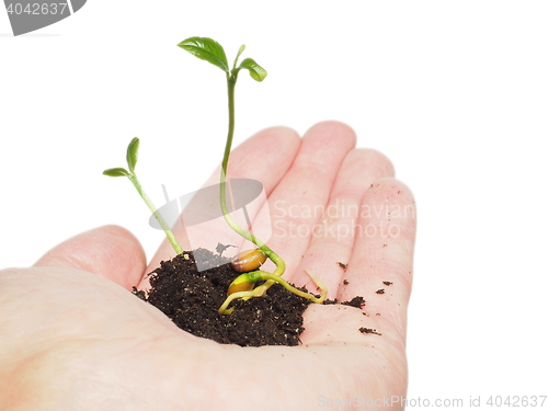 Image of Young plant sprouting in soil, in hand isolated on white