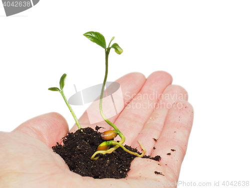 Image of Young plant, sprouting in hand, in soil on white