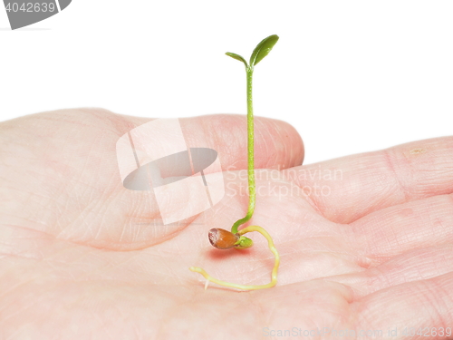 Image of Young plant sprouting in hand isolated on white