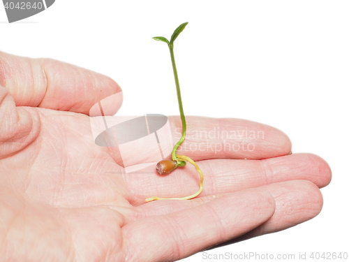 Image of Young plant sprouting in hand isolated on white