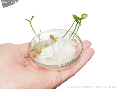 Image of Young plant sprouting in cotton, in hand isolated on white