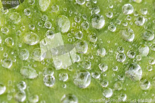 Image of Green leaf with water droplet