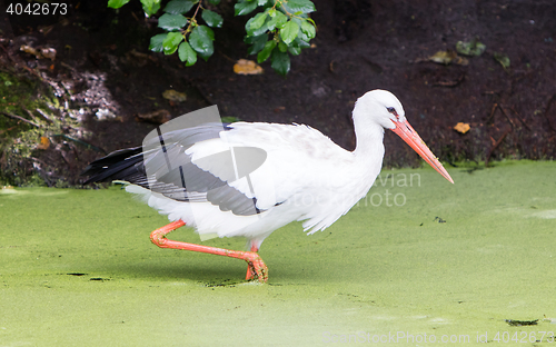 Image of Stork walking in a pond filled with duckweed