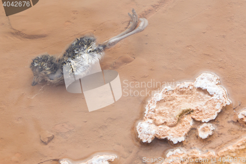 Image of Dead bird in hot water - Geothermally active valley of Haukadalu