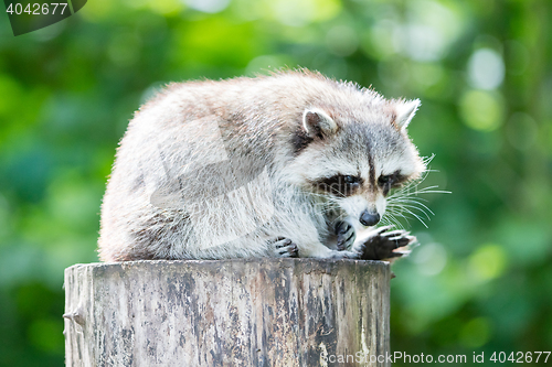 Image of Adult racoon on a tree