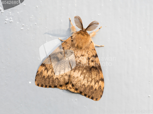 Image of Moth sitting still