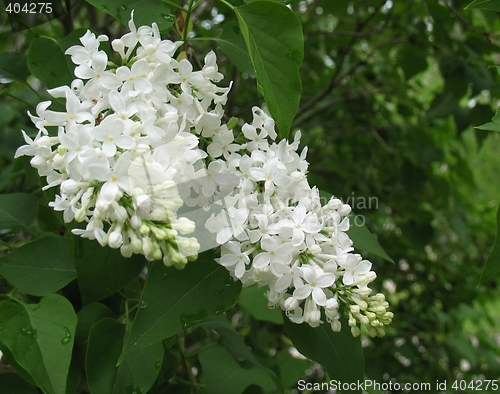 Image of Fiala Remembrance Lilac