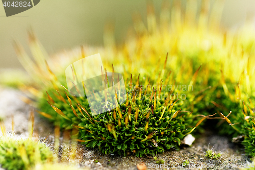 Image of Green moss