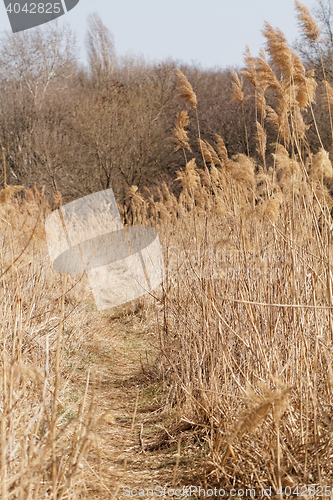 Image of Dry plant