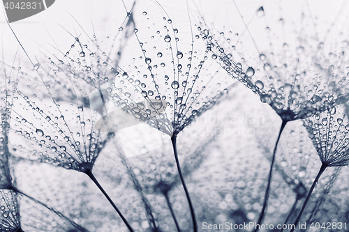 Image of Plant seeds with water drops