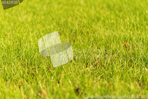 Image of Green grass