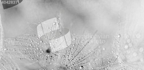 Image of Plant seeds with water drops