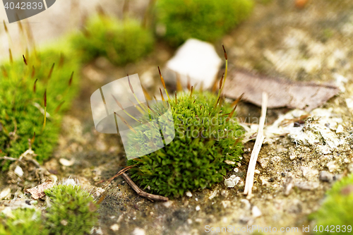 Image of Green moss