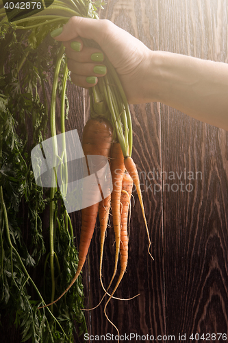 Image of Freshly grown carrots