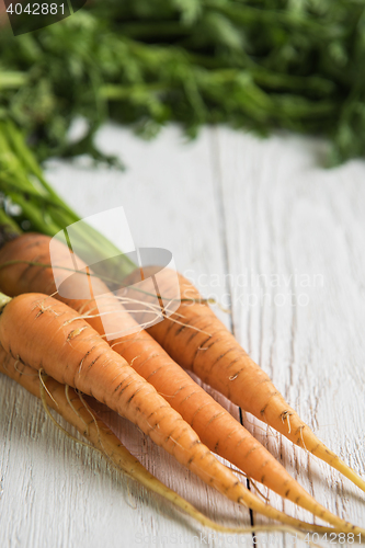 Image of Freshly grown carrots