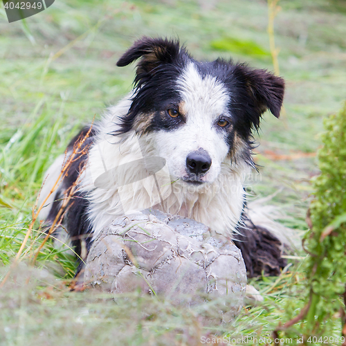 Image of Playful Border collie