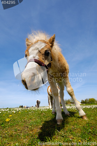 Image of Foal on green grass at summer