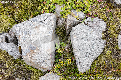 Image of Frost leaves Destructive Patterns in a Stone