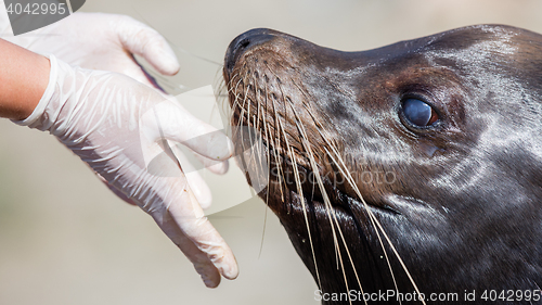 Image of Adult sealion being treated - Selective focus