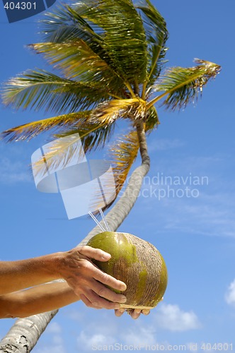 Image of Coconut drink and palm