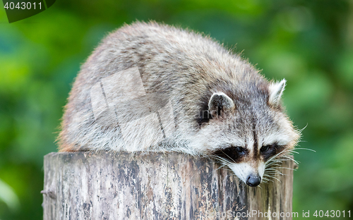 Image of Adult racoon on a tree