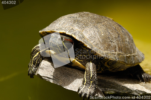 Image of Turtle is risting in the sun