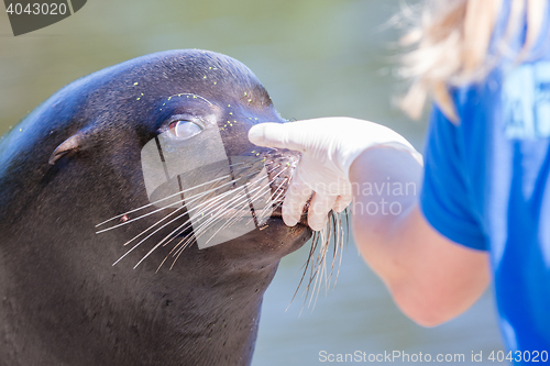 Image of Adult sealion being treated - Selective focus
