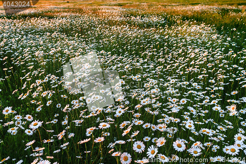 Image of Field of wild daisies
