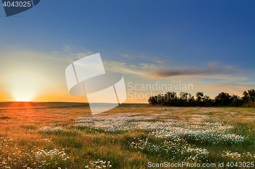 Image of Sunset over a field of chamomile