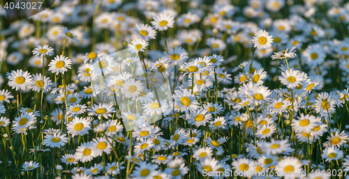 Image of Wild chamomile flowers on a field on a sunny day.