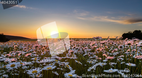 Image of Sunset over a field of chamomile