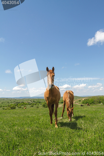 Image of pasture on a mountain plateau