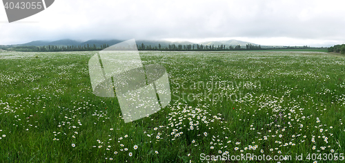 Image of field of daisy flowers