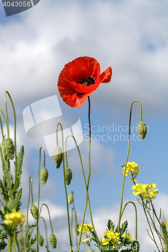 Image of Lonely poppy on a background of yellow flowers and cloudy sky