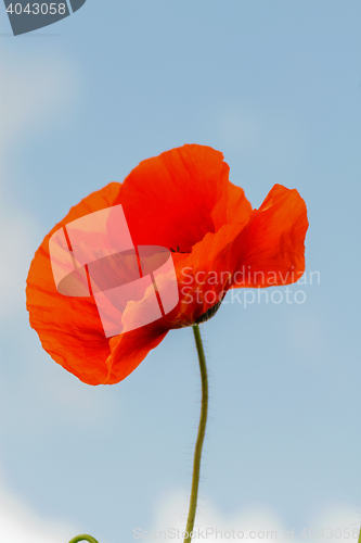 Image of Single flower of wild red poppy on blue sky background with focus on flower