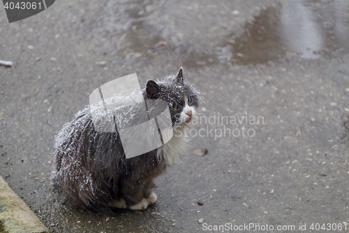 Image of Homeless cat on street