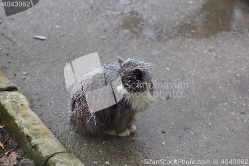 Image of Homeless cat on street