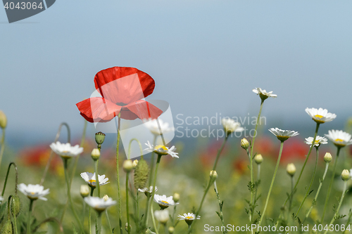 Image of Field of poppies and daisies