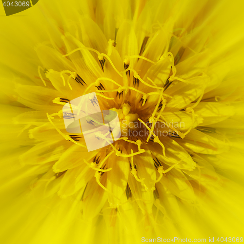 Image of yellow flower close-up