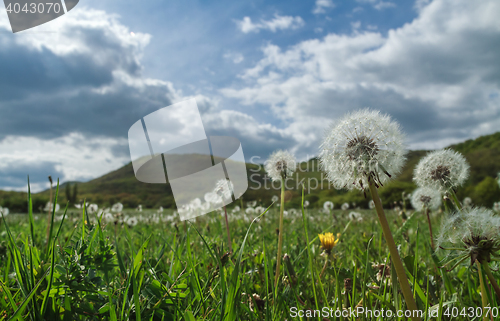 Image of Field of dandelions