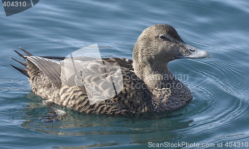 Image of Female eider