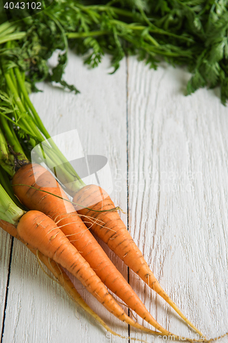 Image of Freshly grown carrots