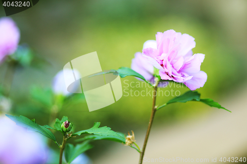 Image of beautiful flower violet hibiscus in garden